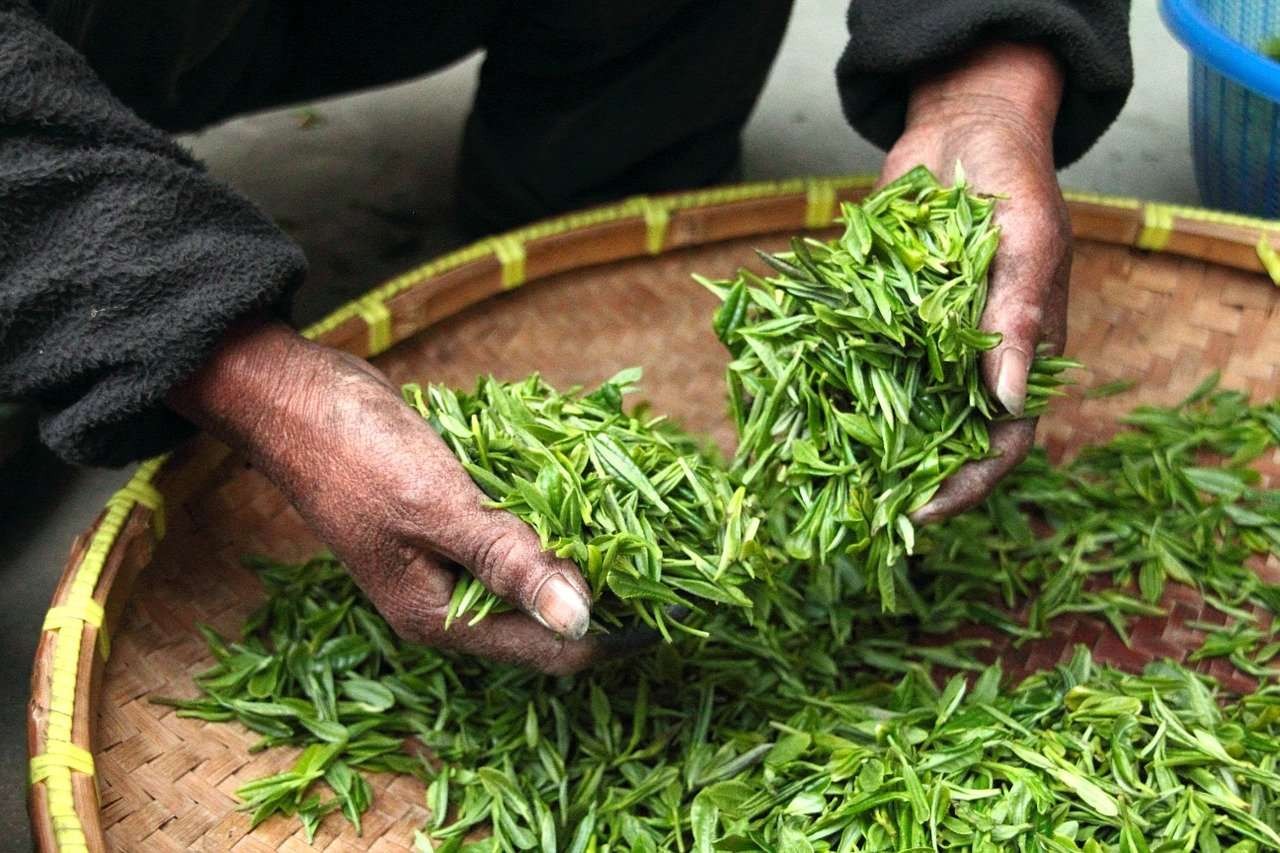 茶叶与茶汤对照场景示意